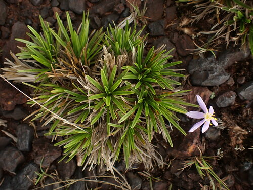 Vellozia graminea (Vellozia graminea)
