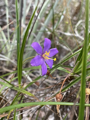 Vellozia grao-mogulensis (Vellozia grao-mogulensis)