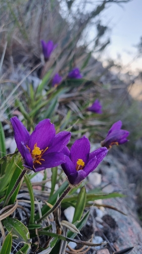 Vellozia hemisphaerica (Vellozia hemisphaerica)