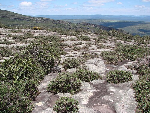 Vellozia hemisphaerica: Vellozia hemisphaerica Seub. - VELLOZIACEAE - Formação de "ilhas de vegetação" sobre a rocha - Parque Natural Municipal Morro do Pai Inácio - Chapada Diamantina