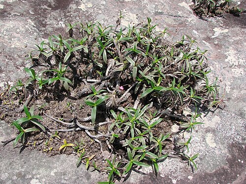 Vellozia hemisphaerica: Vellozia hemisphaerica - VELLOZIACEAE - Parque Natural Municipal Morro do Pai Inácio - Chapada Diamantina - Palmeiras - Bahia - Brasil.