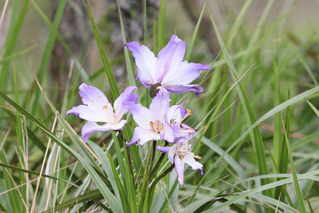 Vellozia intermedia (Vellozia intermedia)