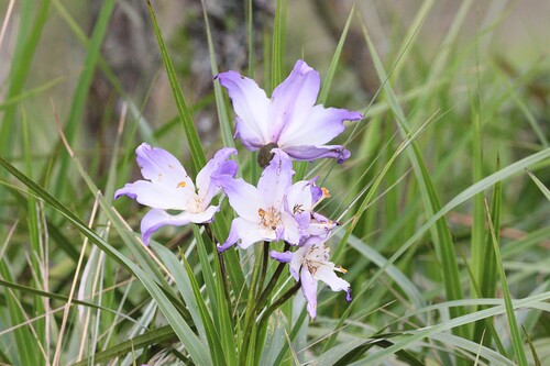 Vellozia intermedia (Vellozia intermedia)