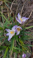 Vellozia intermedia (Vellozia intermedia)