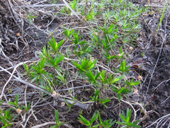 Vellozia jolyi (Vellozia jolyi)