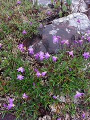 Vellozia jolyi (Vellozia jolyi)