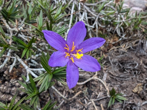 Vellozia jolyi (Vellozia jolyi)