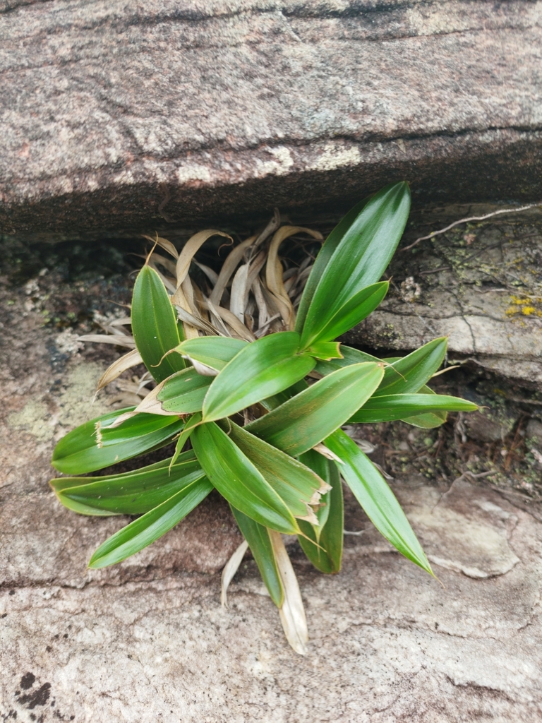 Vellozia luteola (Vellozia luteola)
