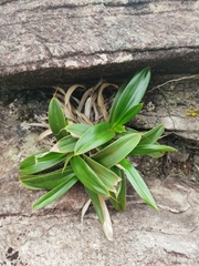 Vellozia luteola (Vellozia luteola)