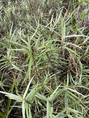 Vellozia maxillarioides (Vellozia maxillarioides)