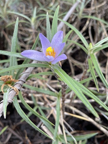 Vellozia maxillarioides (Vellozia maxillarioides)
