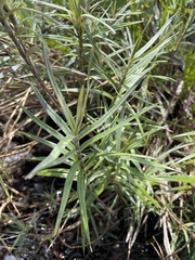 Vellozia maxillarioides (Vellozia maxillarioides)