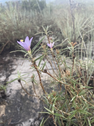 Vellozia maxillarioides (Vellozia maxillarioides)
