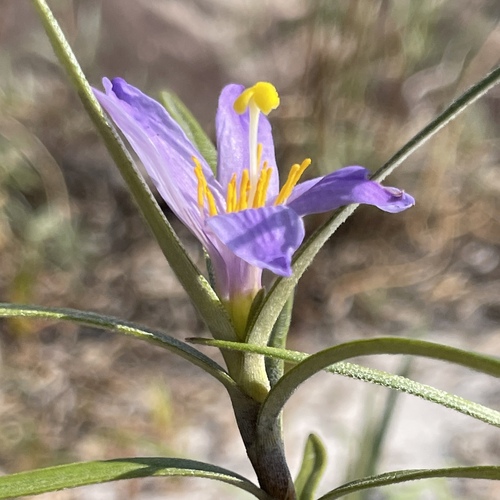 Vellozia maxillarioides (Vellozia maxillarioides)