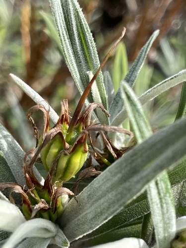 Vellozia maxillarioides (Vellozia maxillarioides)