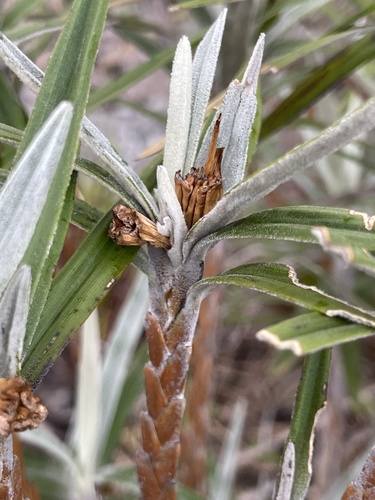 Vellozia maxillarioides (Vellozia maxillarioides)