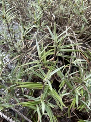 Vellozia maxillarioides (Vellozia maxillarioides)