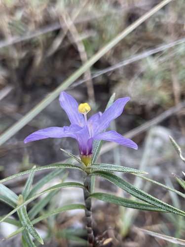 Vellozia maxillarioides (Vellozia maxillarioides)