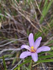 Vellozia maxillarioides (Vellozia maxillarioides)