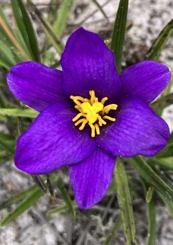 Vellozia ornata (Vellozia ornata)