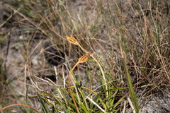 Vellozia peripherica (Vellozia peripherica)