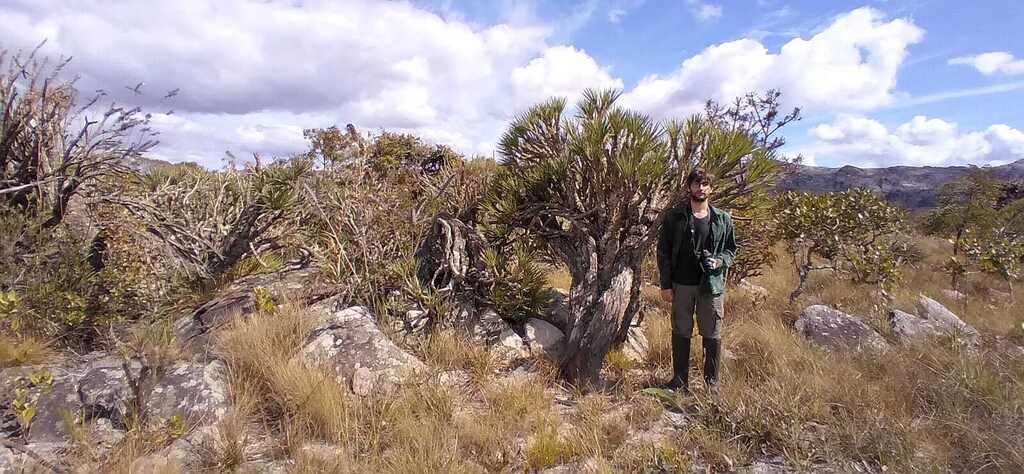 Vellozia piresiana (Vellozia piresiana)
