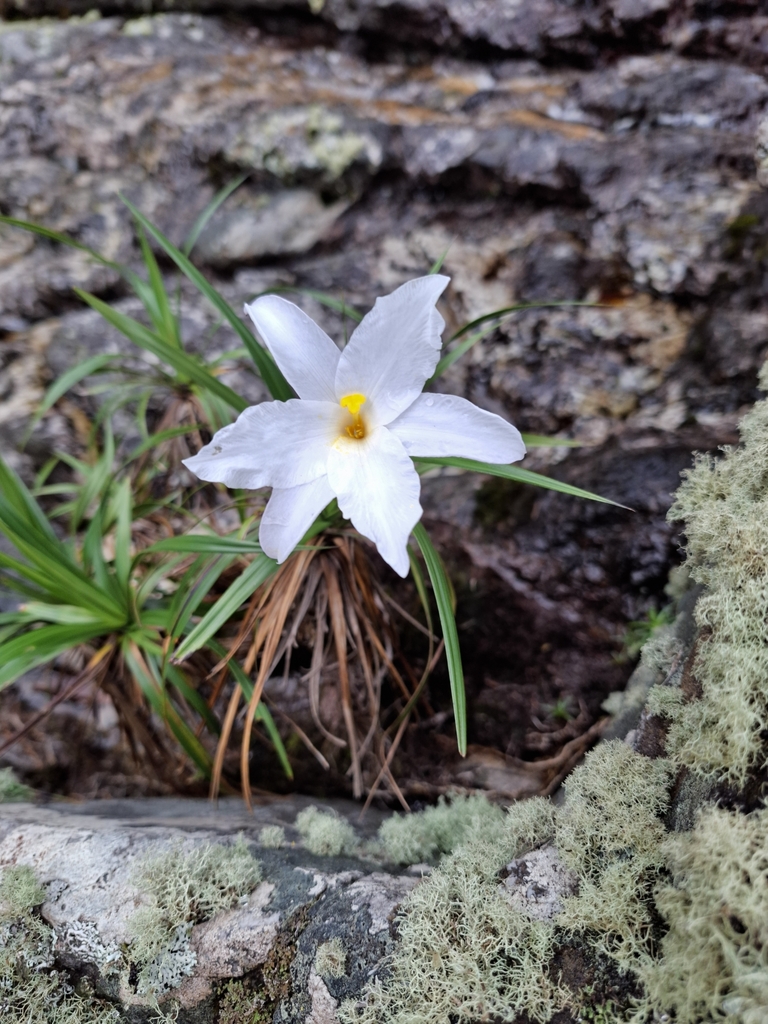 Vellozia punctulata (Vellozia punctulata)