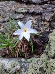 Vellozia punctulata (Vellozia punctulata)