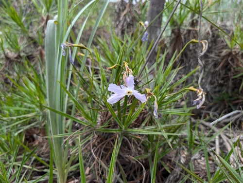 Vellozia punctulata (Vellozia punctulata)
