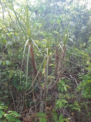 Vellozia squamata (Vellozia squamata)