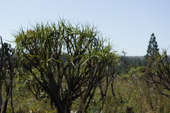 Vellozia squamata (Vellozia squamata)