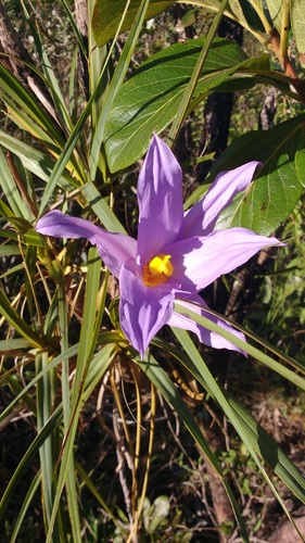 Vellozia squamata (Vellozia squamata)