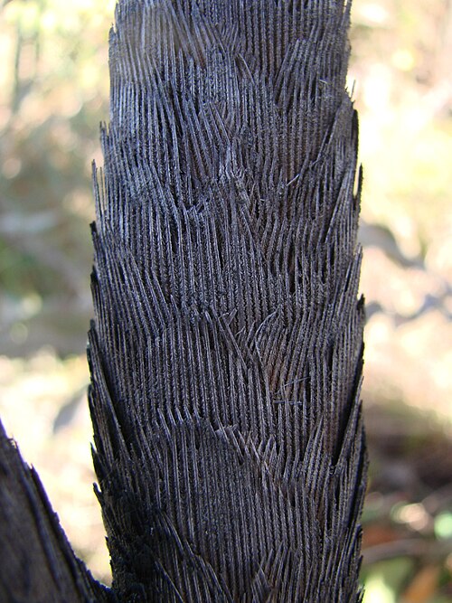 Vellozia squamata: Vellozia flavicans (= Vellozia squamata ), Velloziaceae - Brasilien/Brasil: Distrito Federal, Jardim Botanico de Brasília