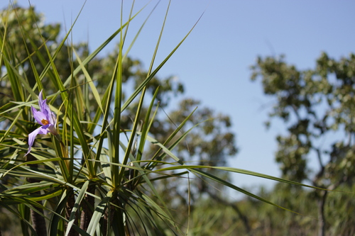 Vellozia squamata (Vellozia squamata)