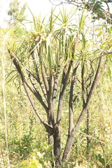 Vellozia squamata (Vellozia squamata)