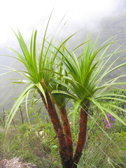 Vellozia squamata (Vellozia squamata)