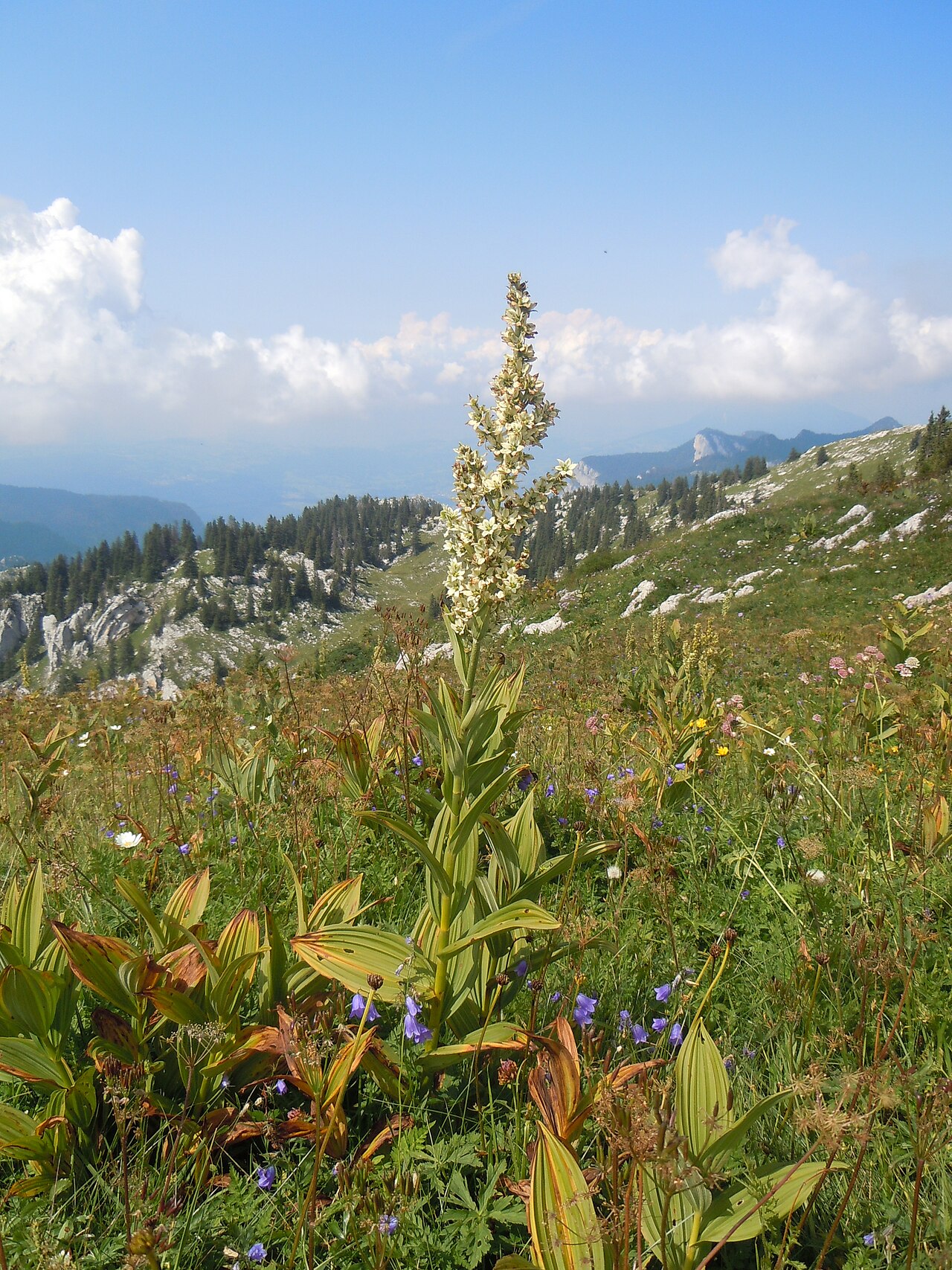 White false-helleborine: Vératre blanc dans les alpages du Charmant Som , Chartreuse