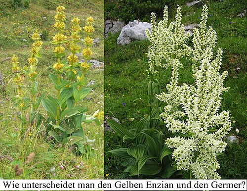 White false-helleborine: Difference between: Gentiana lutea Veratrum album