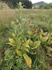 White false-helleborine (Veratrum album)
