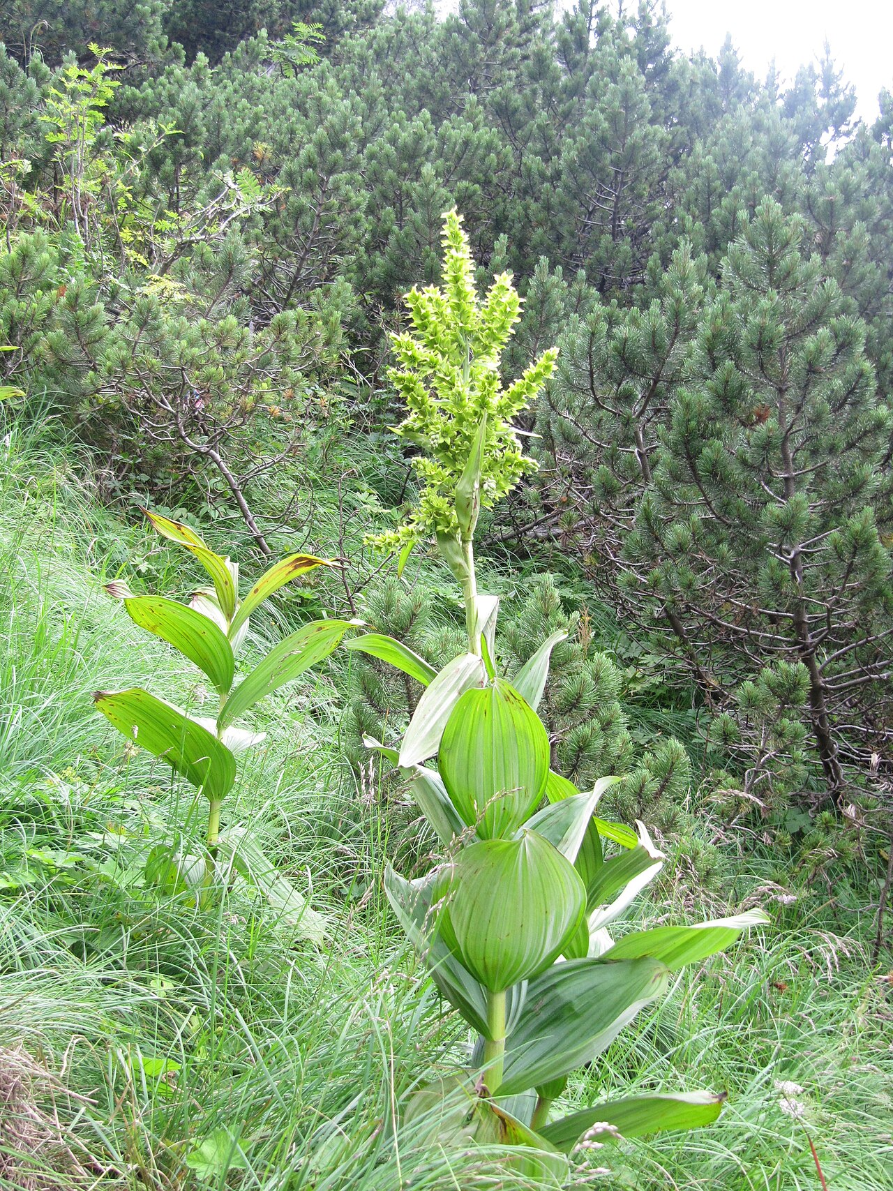 White false-helleborine: Malá Fatra, Slovakia. False helleborine.