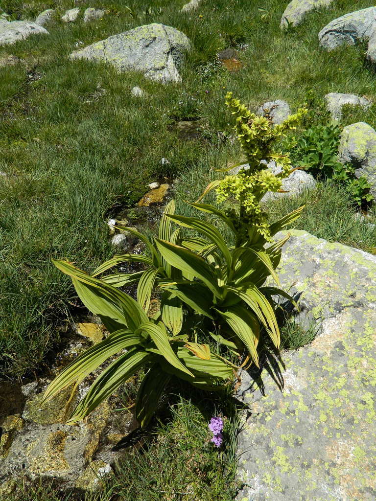 White false-helleborine (Veratrum album)