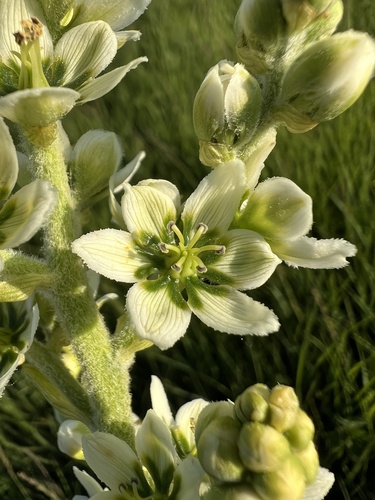 White false-helleborine (Veratrum album)