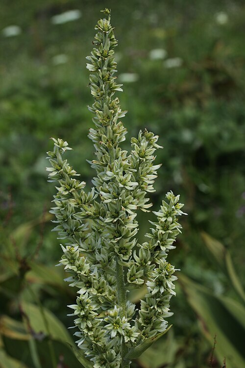 White false-helleborine: False Helleborine - Veratrum album