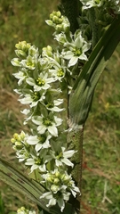 White false-helleborine (Veratrum album)
