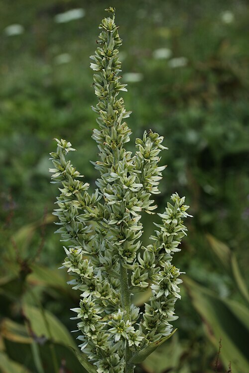 White false-helleborine: False Helleborine - Veratrum album