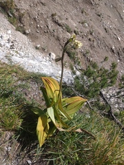 White false-helleborine (Veratrum album)