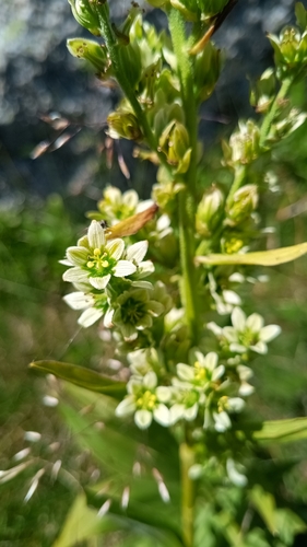 White false-helleborine (Veratrum album)