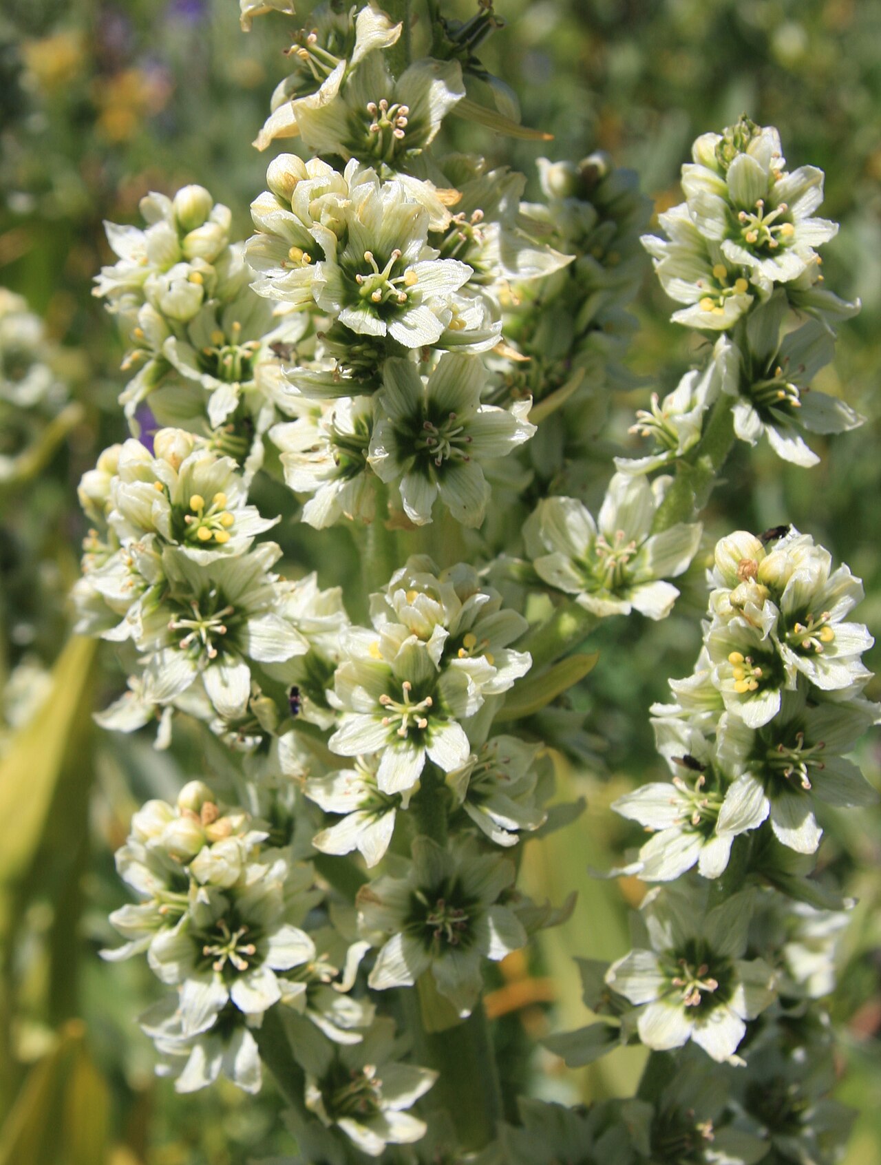 California false hellebore: Closeup of corn lily flowers (Veratrum californicum). At 10,200 ft (3,100 m) by Summit Lake, Hoover Wilderness, Sierra Nevada USA.