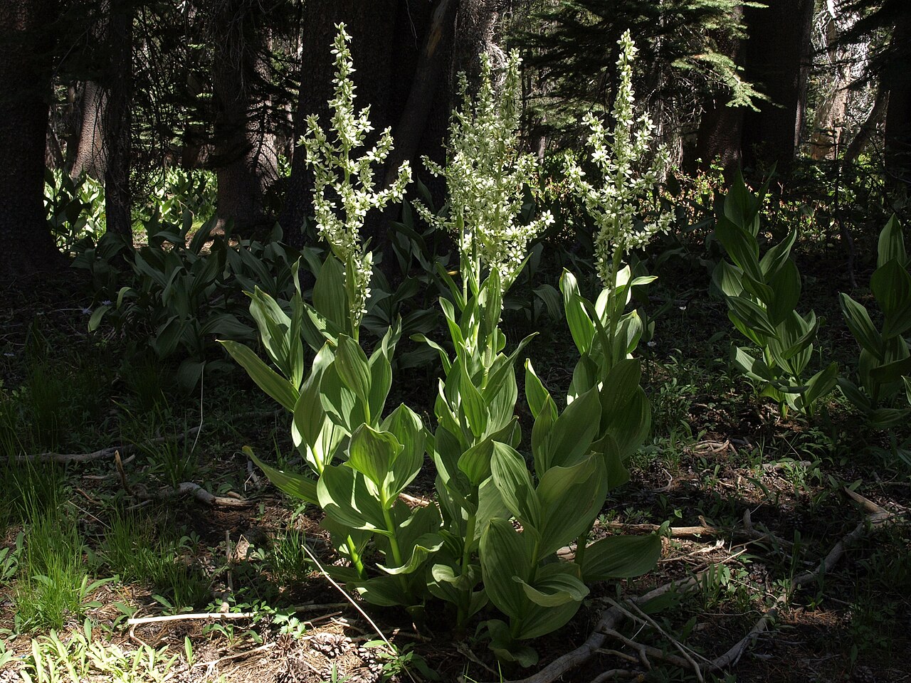 California false hellebore: cornlily, Veratrum californicum, Sierra Nevada, elevation 2305 m
