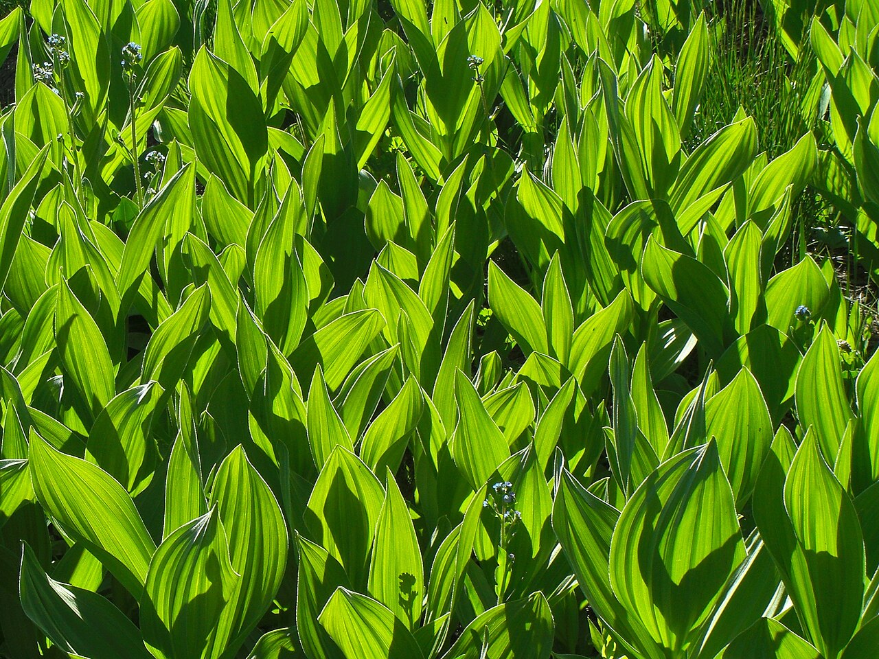 California false hellebore: Mokelumne Wilderness, California, 20140628